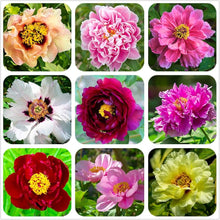 Peony Seeds for long-term planting in the yard