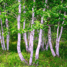 Japanese White Birch Seeds (Betula platyphylla) for a lasting addition to the landscape