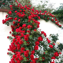 Climbing Rose Rosa Multiflora Seeds for climbing cover in the Vertical Backyard Trellises
