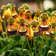 Pink Calceolaria Seeds for long-term planting in the Bonsai Pot, DIY Home Garden