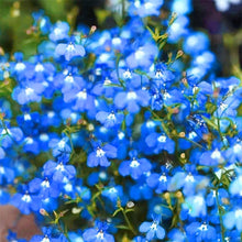 Lobelia Crest Blue White Seeds for a lasting display in the Elegant Garden Flowers