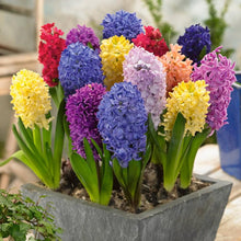 Mixed Hyacinth Seeds (Hyacinthus orientalis) for reliable seasonal color
