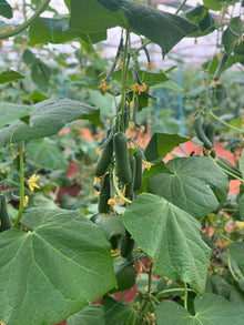 Cucumber Seeds (Cucumis sativus) for a fresh homegrown crop from the kitchen garden planting