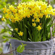 Univalve Daffodil Seeds grown for stunning Yellow Blooms