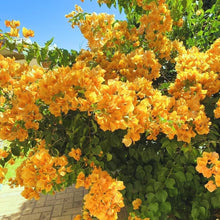 Bougainvillea Seeds (Bougainvillea spp.) for colorful blooms in the Urban Garden & Flower Bed