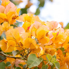 Bougainvillea Seeds (Bougainvillea spectabilis) for growers filling out the sunny backyard gardens