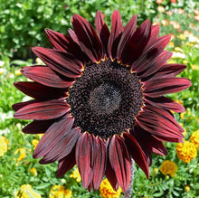Chocolate Cherry Sunflower Seeds (Helianthus annuus) for sweet homegrown fruit in the Garden