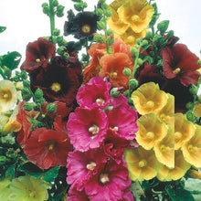 Hollyhock flower Seeds (Alcea rosea) for growers filling out the backyard flower beds or pollinator gardens