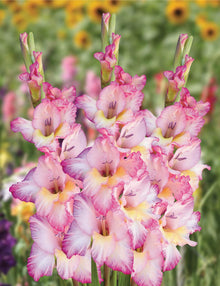 Gladiolus Flower for Light Green Garden Planting Seeds for a bright addition to the Light Green Garden Planting