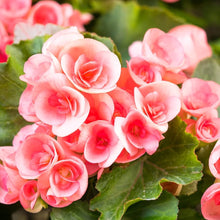 Begonienblumensamen Seeds (Begonia spp.) for a lasting display in the Container