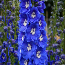 Delphinium Colorato Seeds for a bright addition to the Stunning Garden Blooms