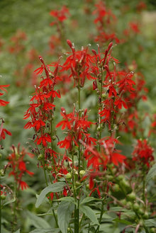Lobelia Vulcan Red flower Seeds prized for vibrant red annuals