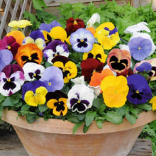 Double Pansy Rococo Mix Seeds (Viola tricolor) for colorful blooms in the Flower Bed