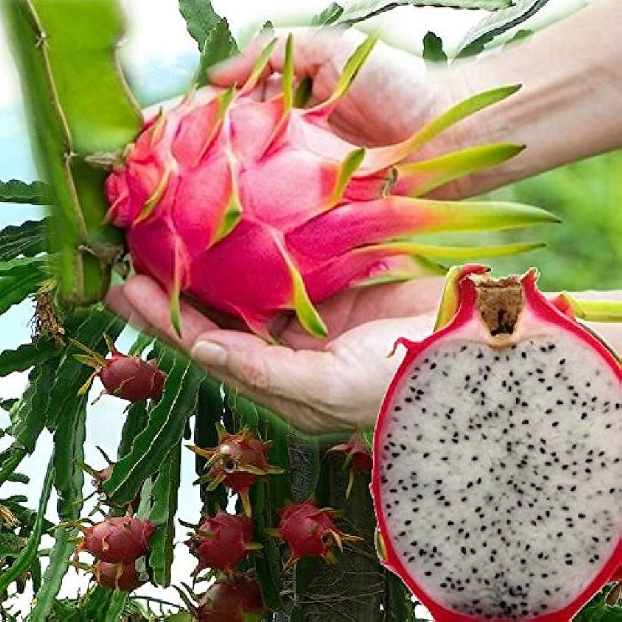 Dragon Containers for planting in home garden.