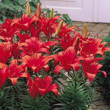 Lilium Pumilum Red Lily Seeds for colorful blooms in the Balcony Garden Containers