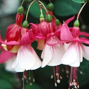 Fuchsia Fuchsia Hybrida Japanese Red White Flower Seeds for Planting – Perfect for Hanging Baskets and Garden Borders