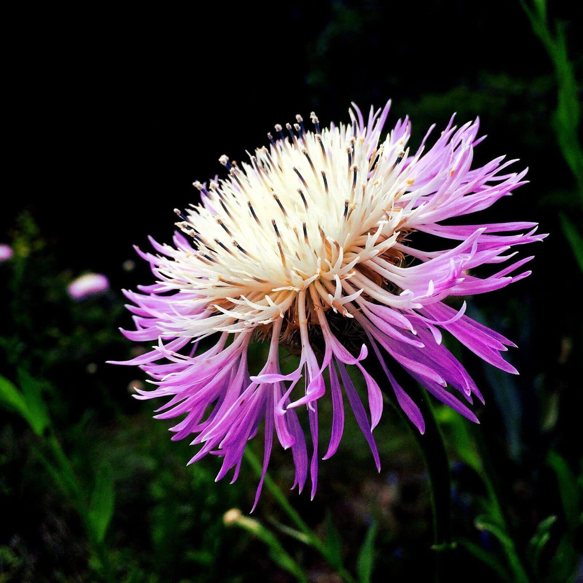 American basketflower Centaurea americana flower seeds for planting in garden beds or ornamental pots