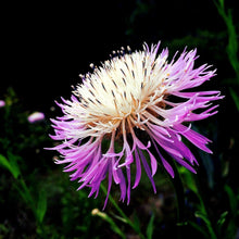 American basketflower Centaurea americana flower seeds for planting in garden beds or ornamental pots
