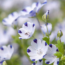Baby Blue Eyes Seeds (Nemophila maculata) for growers filling out the Flower Beds or Borders
