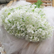 Gypsophila Gypsophila Paniculata Seeds for a lasting display in the Garden Floral Bouquets