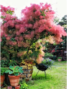 Light Purple Smoke Tree Seeds for a lasting addition to the landscape