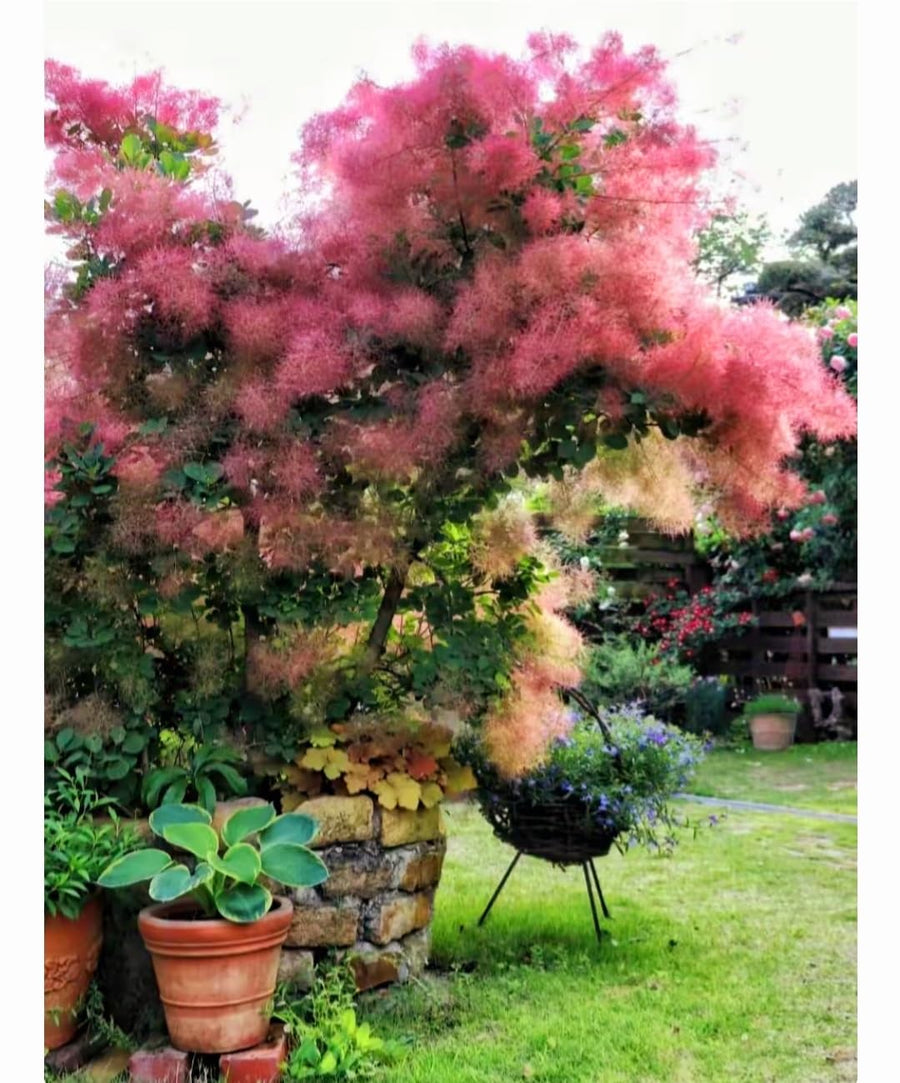 Smoketree (Cotinus coggygria) for vibrant fall foliage gardens