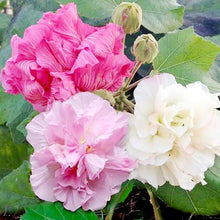 Hibiscus Mutabilis Confederate Rose Seeds for a colorful addition to any planting