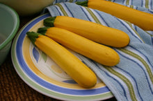 Golden Glory F Hybrid Zucchini Squash Seeds for home growers seeking a reliable harvest