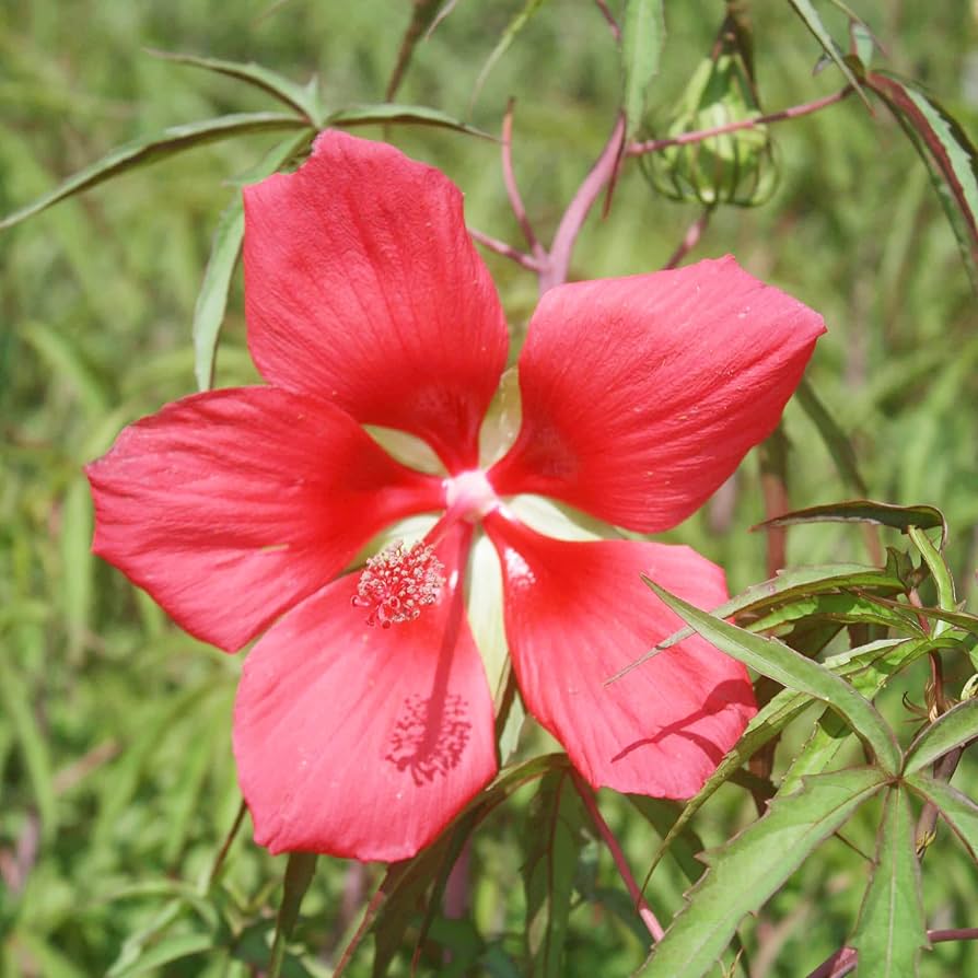 Texas Star Hibiscus seeds red flower