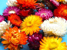 Helichrysum Strawflower Karmesinrot Seeds prized for dried Flower Crafts