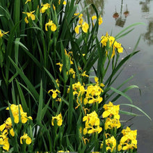 Rare Iris Seeds for growers filling out the Flower Bed & Garden