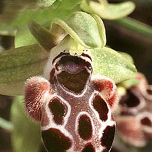 Bee Orchid Ophrys apifera for planting in home garden pots