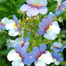 Nemesia Strumosa Border Seeds for a lasting display in the Outdoor Gardens