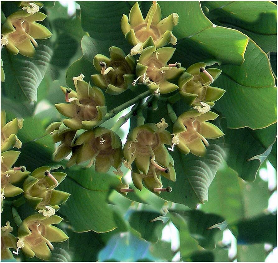Duabanga Grandiflora Orchid Tree for garden planting