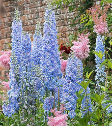 Delphinium Blue Seeds valued for long Blooming Flowers