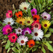 Livingston Daisy Seeds known for colorful Blooms