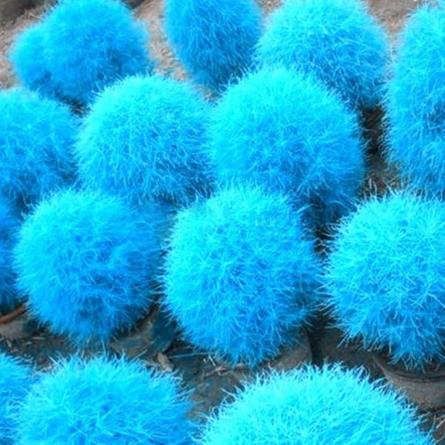 Blue Kochia Burning Bush seeds