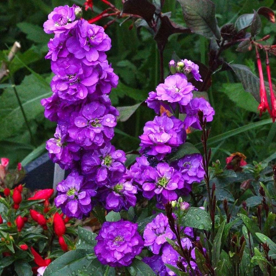 Stock Purple Ten-Week High Red Flower - for planting in home garden