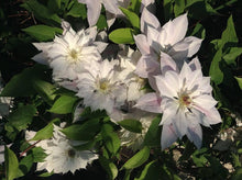 Hardy Clematis Floral Columbine Seeds (Clematis spp.) for a lasting display in the Garden