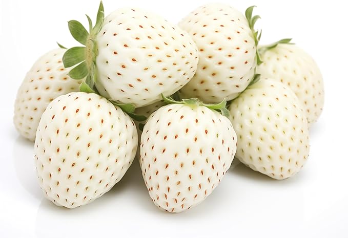 Pineberry for planting