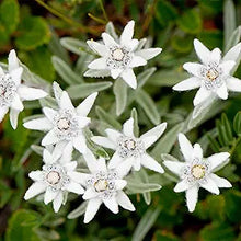 Edelweiss Seeds (Leontopodium alpinum) for colorful blooms in the Alpine Garden
