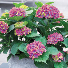 Hydrangea Seeds (Hydrangea macrophylla) for trellises and fences in the Home Garden & Flower Bed