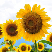 Helianthus annuus Sunflower Seeds