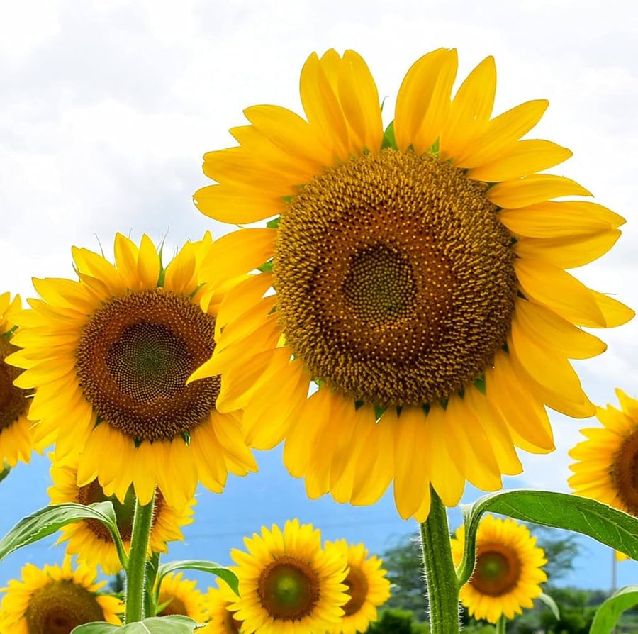 Helianthus annuus Sunflower Seeds