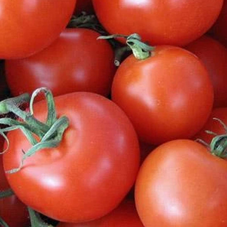 Homestead Heirloom Tomato Seeds in Bulk