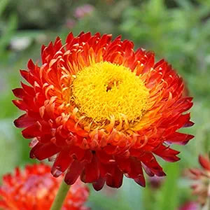 Helichrysum Red King Immortelle Flower Seeds