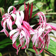 Crinum Crinum Asiaticum Seeds known for tropical Large Ornamental Displays
