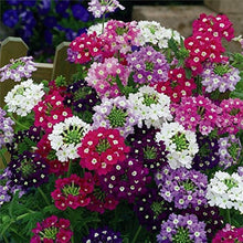 Verbena Obsession Mix Seeds for gardeners building out beds and borders