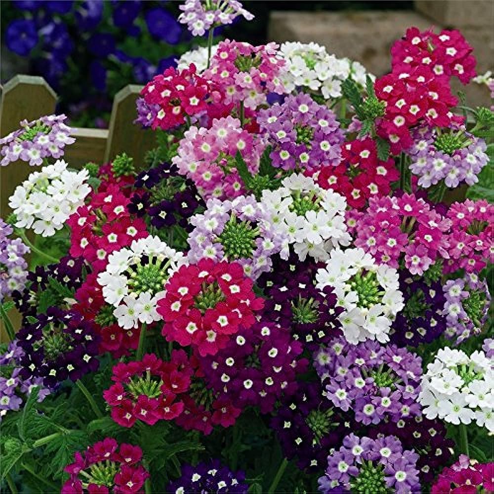 Verbena Hybrida Verbena x hybrida flower seeds for vertical garden and indoor pots - for planting in home garden