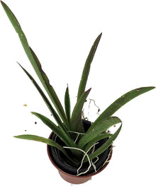 Orchid Seeds (Orchidaceae spp.) for colorful blooms in the Flower Bed & Garden